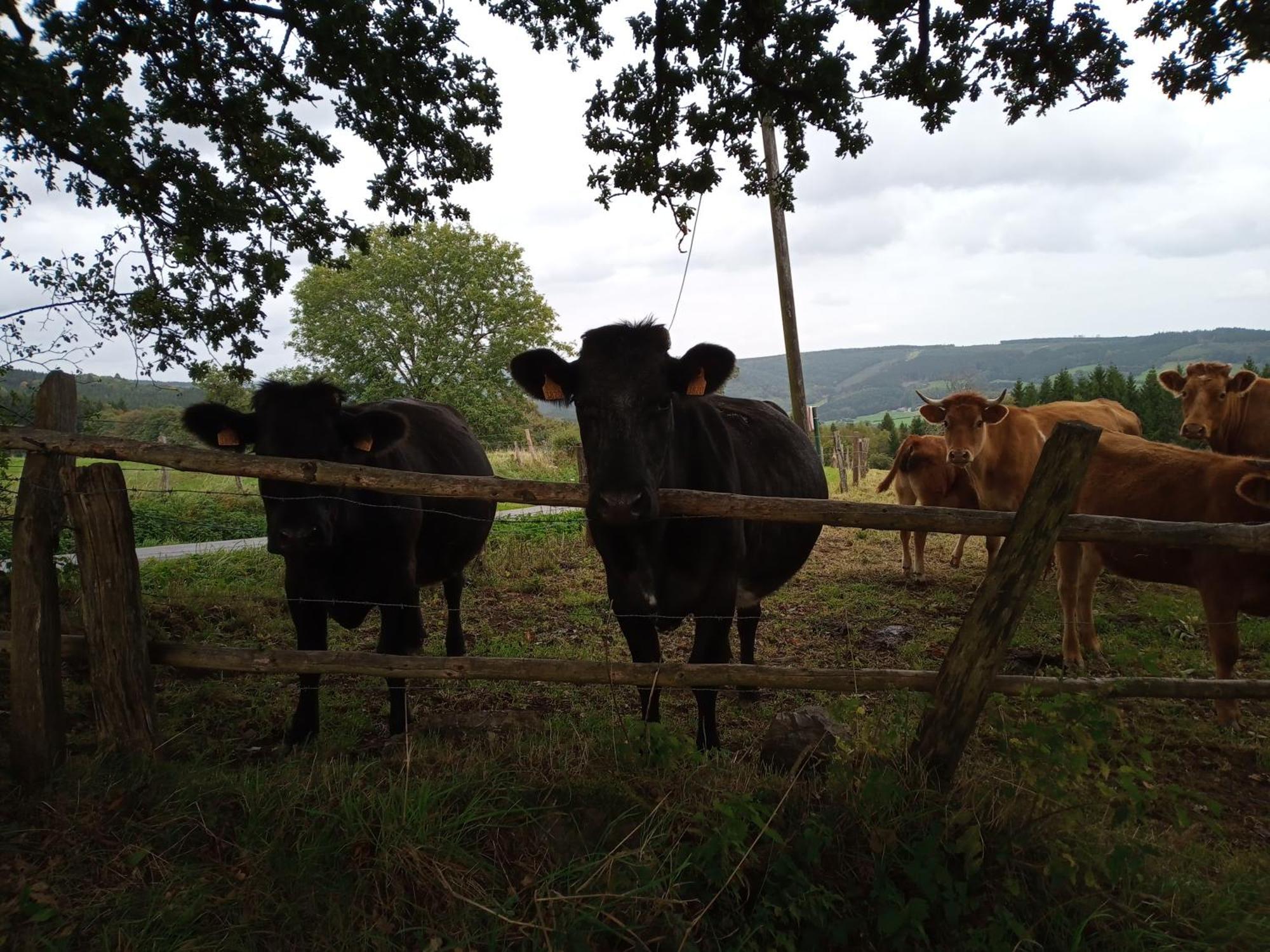 Vakantieverblijf Nature Stavelot Bagian luar foto