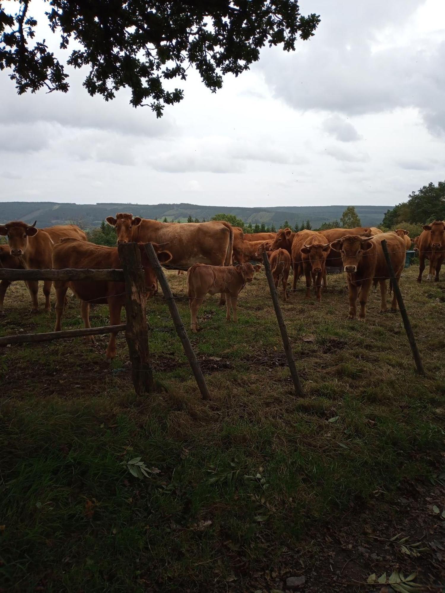 Vakantieverblijf Nature Stavelot Bagian luar foto