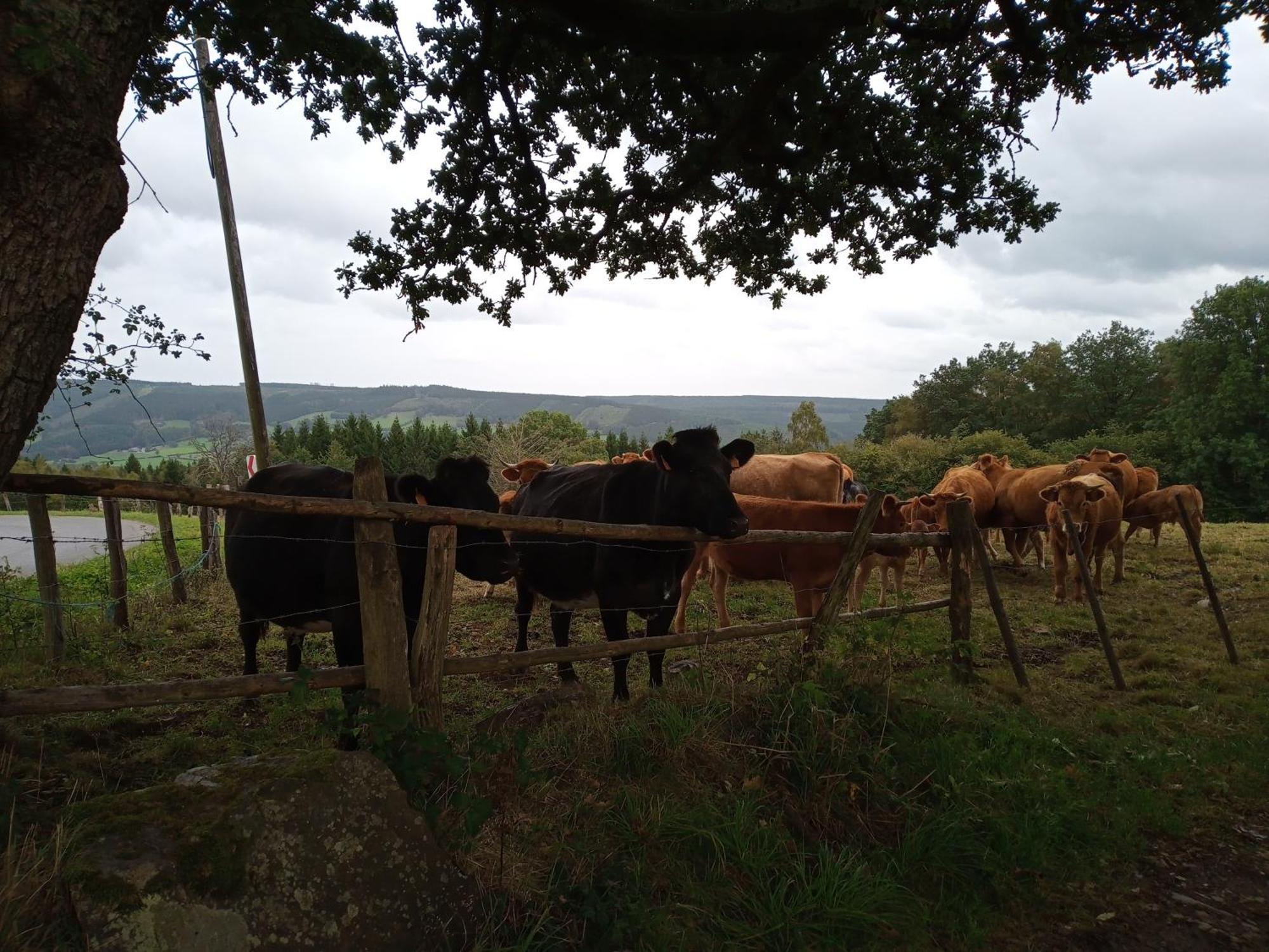 Vakantieverblijf Nature Stavelot Bagian luar foto