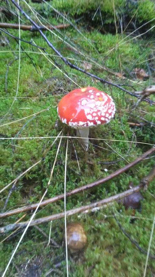 Vakantieverblijf Nature Stavelot Bagian luar foto